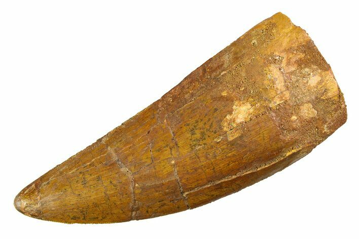 Serrated Carcharodontosaurus Tooth - Enormous Dinosaur Tooth #351741